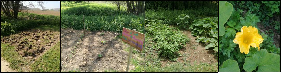 potager évolution